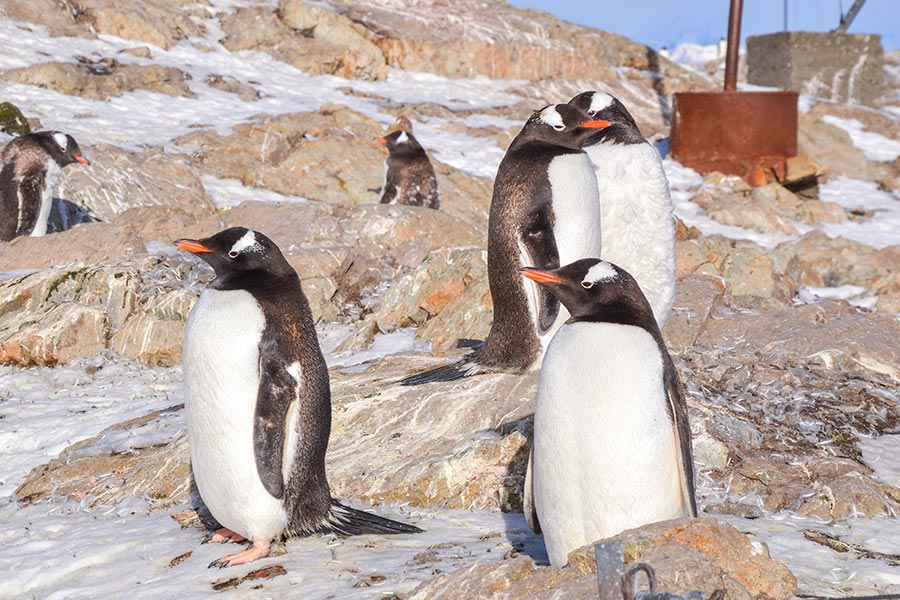 А ось і пінгвіни-шкіпери спостерігають за всім, що відбувається на станції
